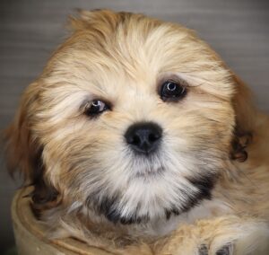 Petland Iowa City, Iowa Lhasa Apso puppy available