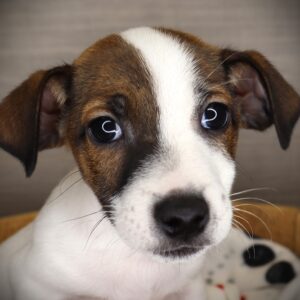 Petland Iowa City, Iowa Jack Russell Terrier puppy available