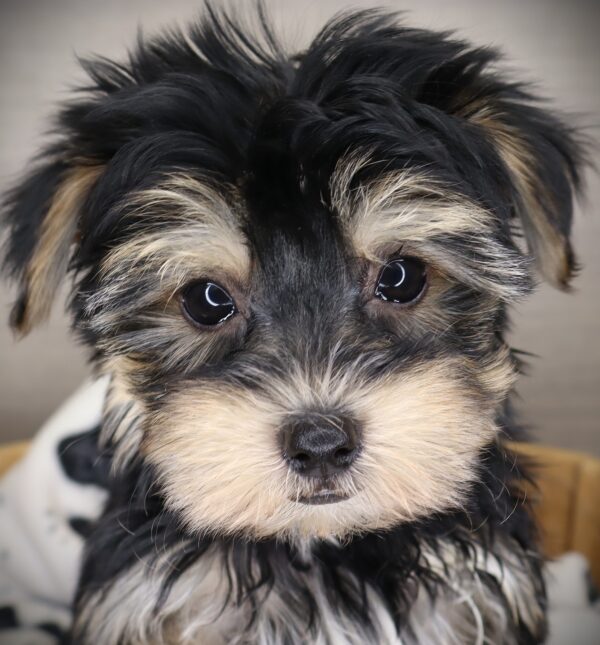 [#253379-03]  - Black / Tan M Morkie Puppies For Sale