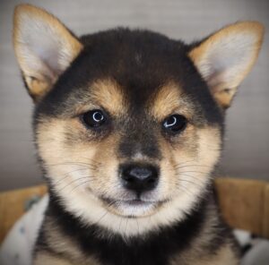 Petland Iowa City, Iowa Shiba Inu puppy available