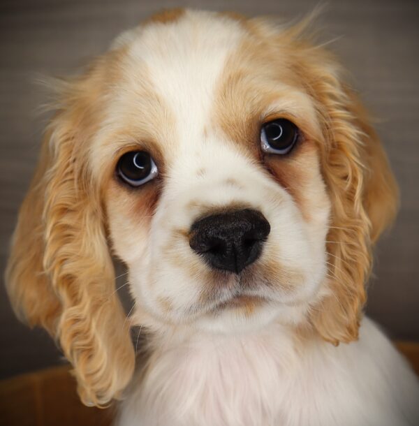 [#2531-06]  - Buff / White M Cocker Spaniel Puppies For Sale