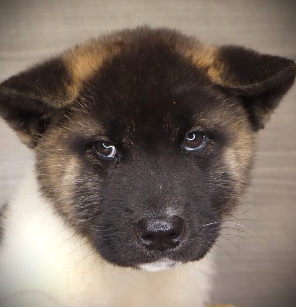 [#253442-04]  - Black / White F Akita Puppies For Sale