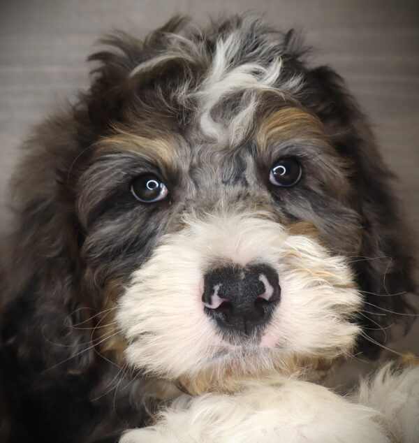 [#253391-03]  - Blue Merle M Bernedoodle Puppies For Sale