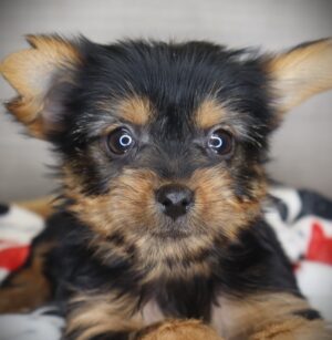 Petland Iowa City, Iowa Yorkshire Terrier puppy available