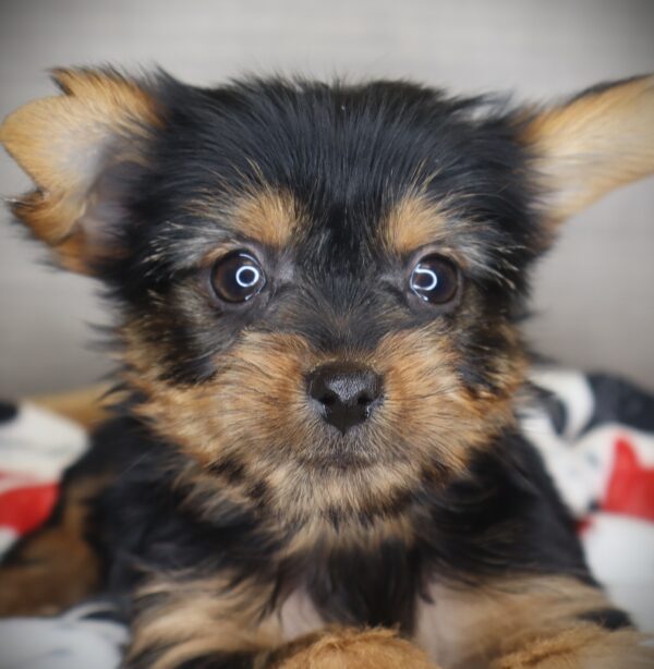 [#253458-04]  - Black / Tan F Yorkshire Terrier Puppies For Sale