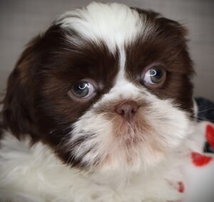 Petland Iowa City, Iowa Shih Tzu puppy available