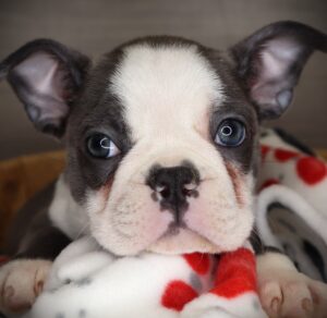 Petland Iowa City, Iowa Boston Terrier puppy available