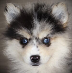 Petland Iowa City, Iowa Pomsky puppy available