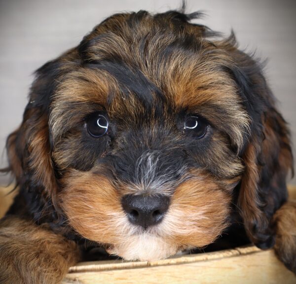 [#253511-02]  - Black Tan / White M Cavapoo Puppies For Sale