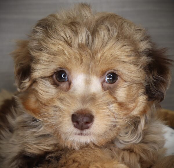 [#253348-03]  - Chocolate Merle F Aussiedoodle Mini Puppies For Sale