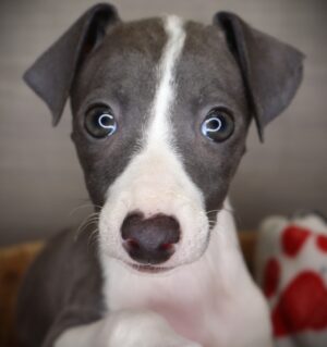 Petland Iowa City, Iowa Italian Greyhound puppy available