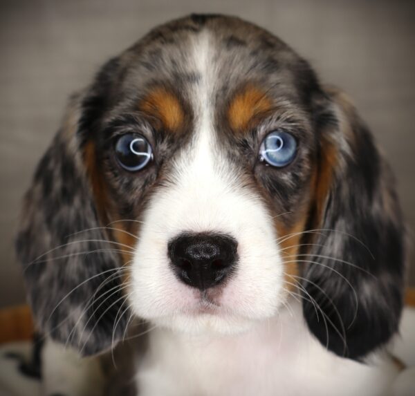 [#253432-04]  - Blue Merle F Beagalier Puppies For Sale