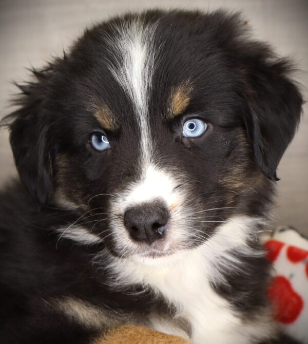 [#253456-08]  - Black M Australian Shepherd Puppies For Sale