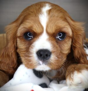 Petland Iowa City, Iowa Cavalier King Charles Spaniel puppy available