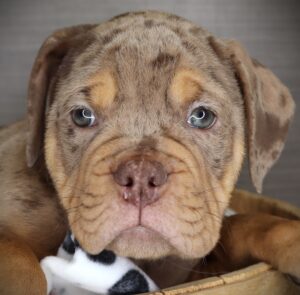 Petland Iowa City, Iowa Victorian Bulldog puppy available