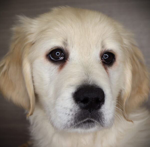 [#2535-02]  - Light Golden M Golden Retriever Puppies For Sale