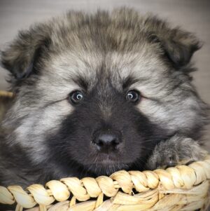Petland Iowa City, Iowa Keeshond puppy available