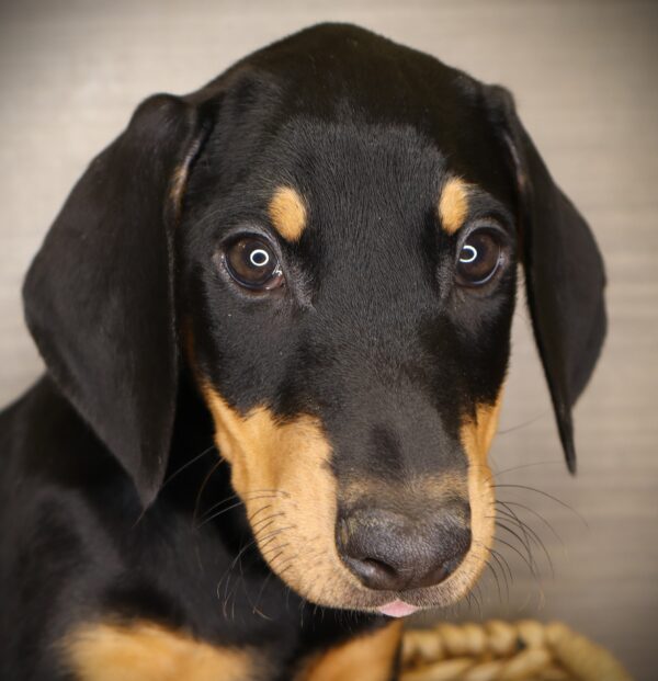 [#253344-04]  - Black / Tan F Doberman Pinscher Puppies For Sale