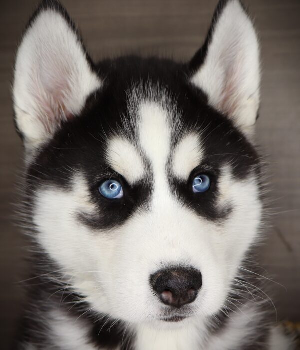 [#253539-02]  - Black / White M Siberian Husky Puppies For Sale