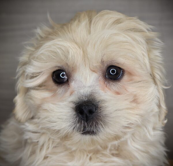 [#253324-01]  - Cream M PekeAPoo Puppies For Sale