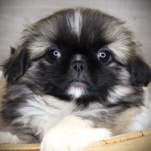 Petland Iowa City, Iowa Pekingese puppy available