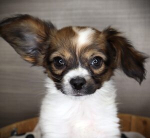 Petland Iowa City, Iowa Papillon puppy available