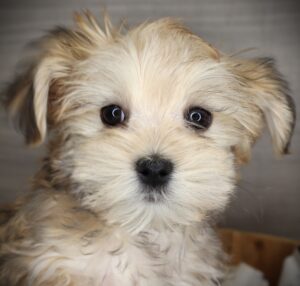 Petland Iowa City, Iowa Morkie puppy available