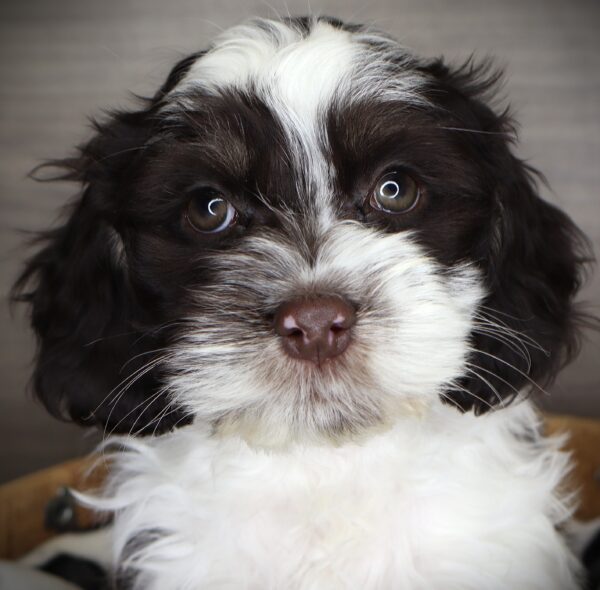 [#253562-01]  - Chocolate / White M Havanese/Cocker Spaniel Puppies For Sale