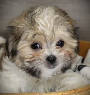 Petland Iowa City, Iowa Malshi puppy available