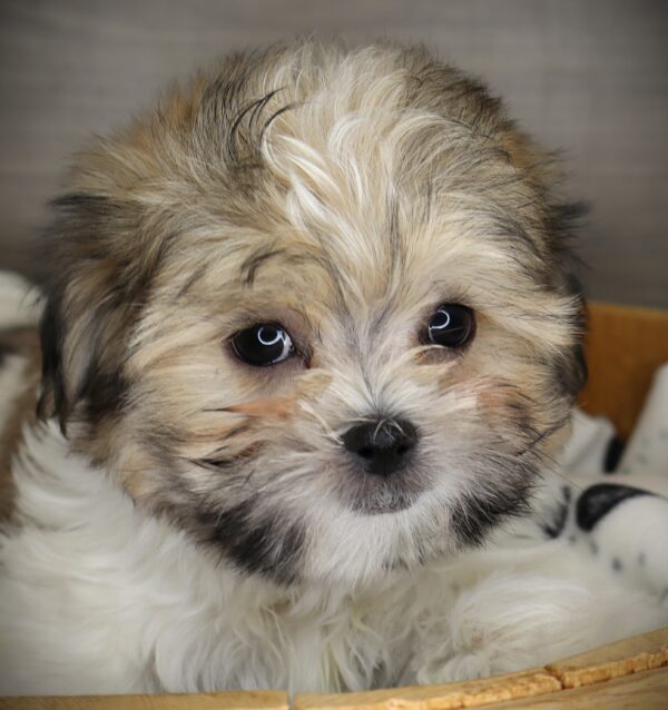 [#253675-01]  - White Red Black M Malshi Puppies For Sale