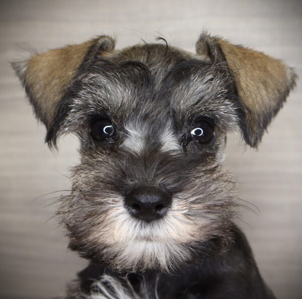 [#253487-02]  - Salt / Pepper M Miniature Schnauzer Puppies For Sale