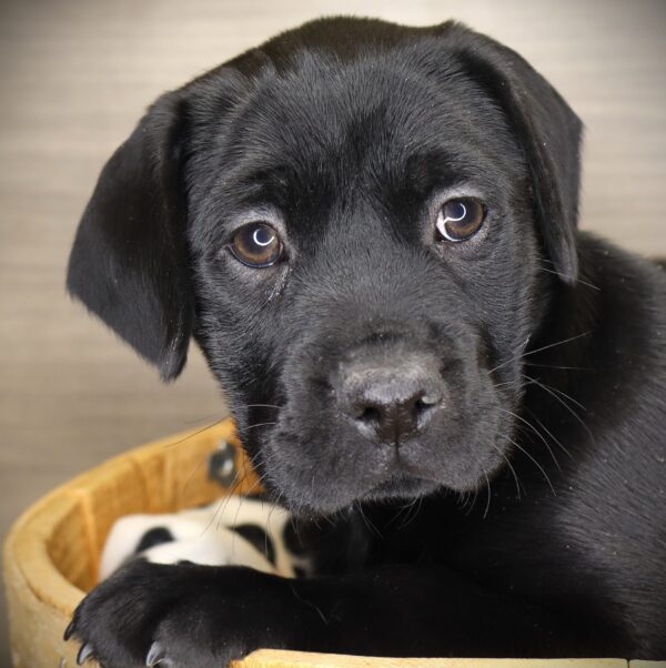 [#253197-03]  - Black F Hippo Mini Puppies For Sale