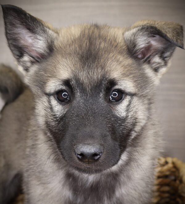 [#253130-02]  - Gray Black / Silver M Norwegian Elkhound Puppies For Sale