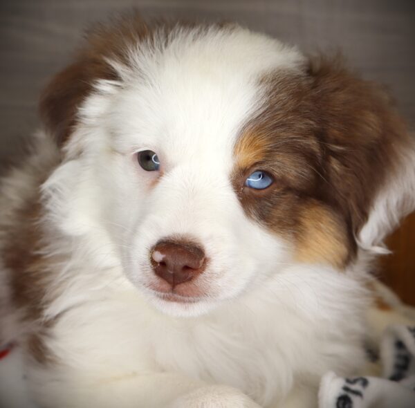 [#253428-04]  - Chocolate Merle F Miniature Australian Shepherd Puppies For Sale