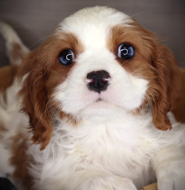 [#2624-02]  - Blenheim M Cavalier King Charles Spaniel Puppies For Sale