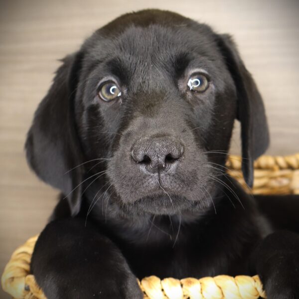 [#253466-02]  - Black M Labrador Retriever Puppies For Sale