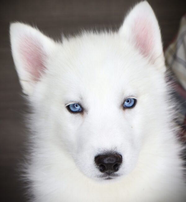 [#253536-02]  - White F Siberian Husky Puppies For Sale