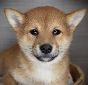 Petland Iowa City, Iowa Shiba Inu puppy available