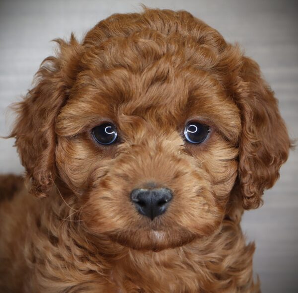 [#253711-04]  - Red F Cock A Poo Puppies For Sale