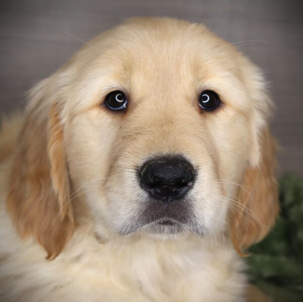 [#253697-04]  - Cream M Golden Retriever Puppies For Sale