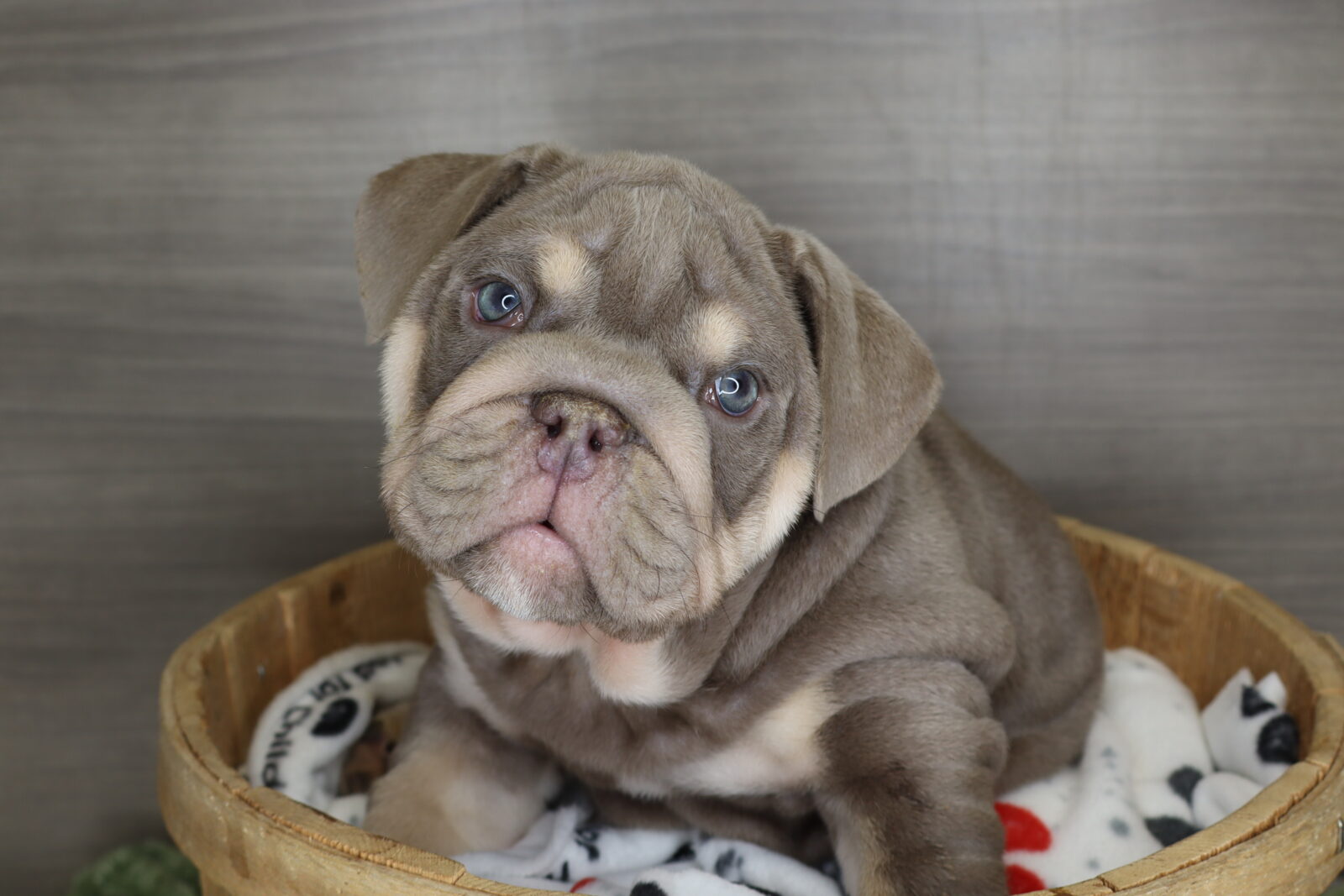 English Bulldog Puppy Lilac ID: 21068 Located at Petland Iowa City