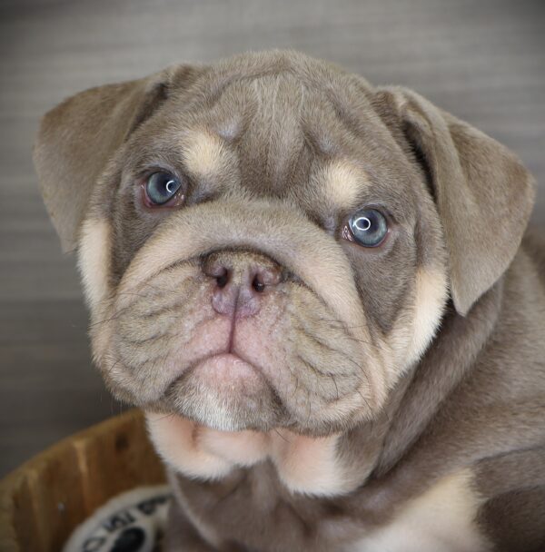 [#253244-02]  - Lilac M English Bulldog  Puppies For Sale