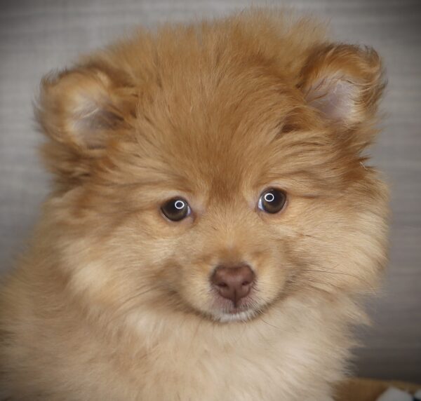 [#253513-02]  - Tan / White F Pomeranian Puppies For Sale