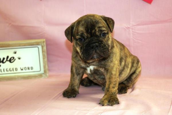[#2538-04]  - Brindle M Bulldog/Bulldog Mini Puppies For Sale