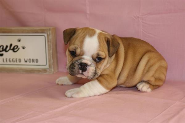 [#2538-09]  - Fawn / White F Bulldog/Bulldog Mini Puppies For Sale