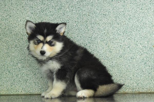 [#253702-03]  - Gray / White F Pomsky Puppies For Sale