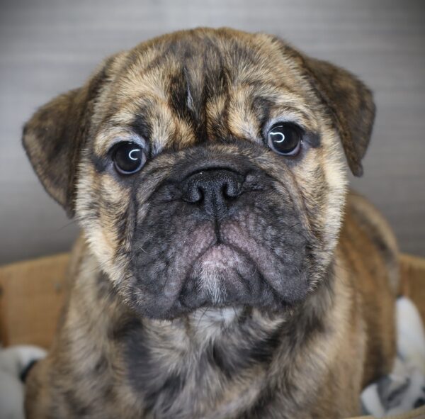 [#2538-04]  - Brindle M Bulldog/Bulldog Mini Puppies For Sale