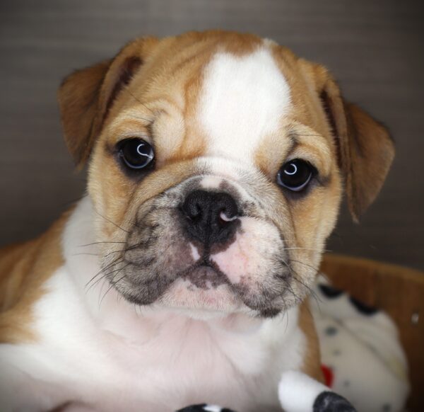 [#2538-09]  - Fawn / White F Bulldog/Bulldog Mini Puppies For Sale