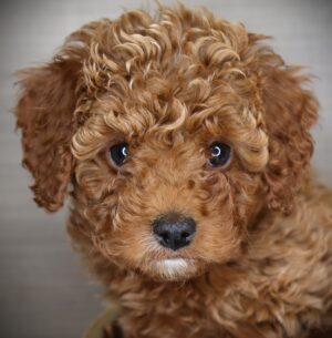 Petland Iowa City, Iowa Cavapoo puppy available