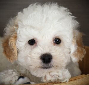 Petland Iowa City, Iowa Poodle puppy available